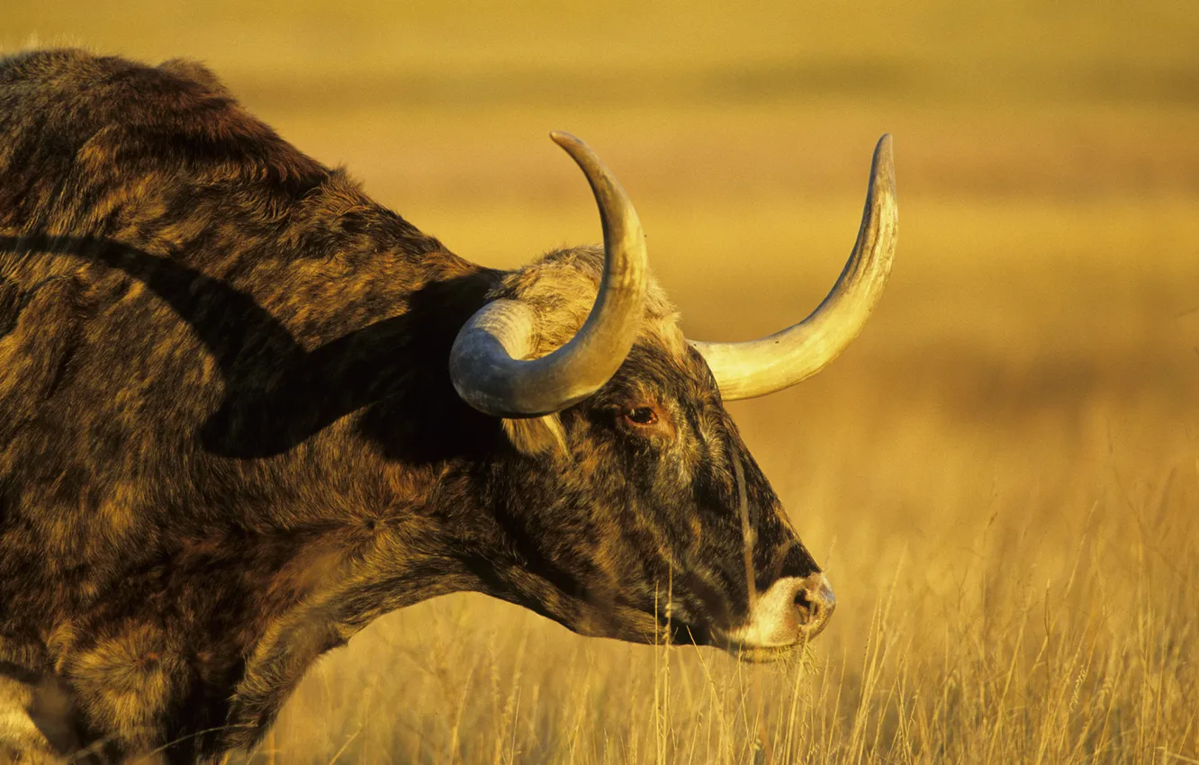 Photo wallpaper head, horns, bull, artiodactyls, MULE