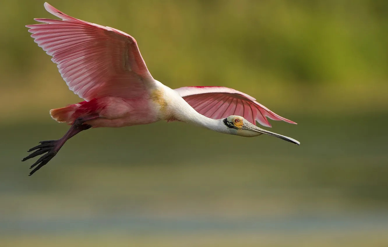 Photo wallpaper flight, bird, pink, tail