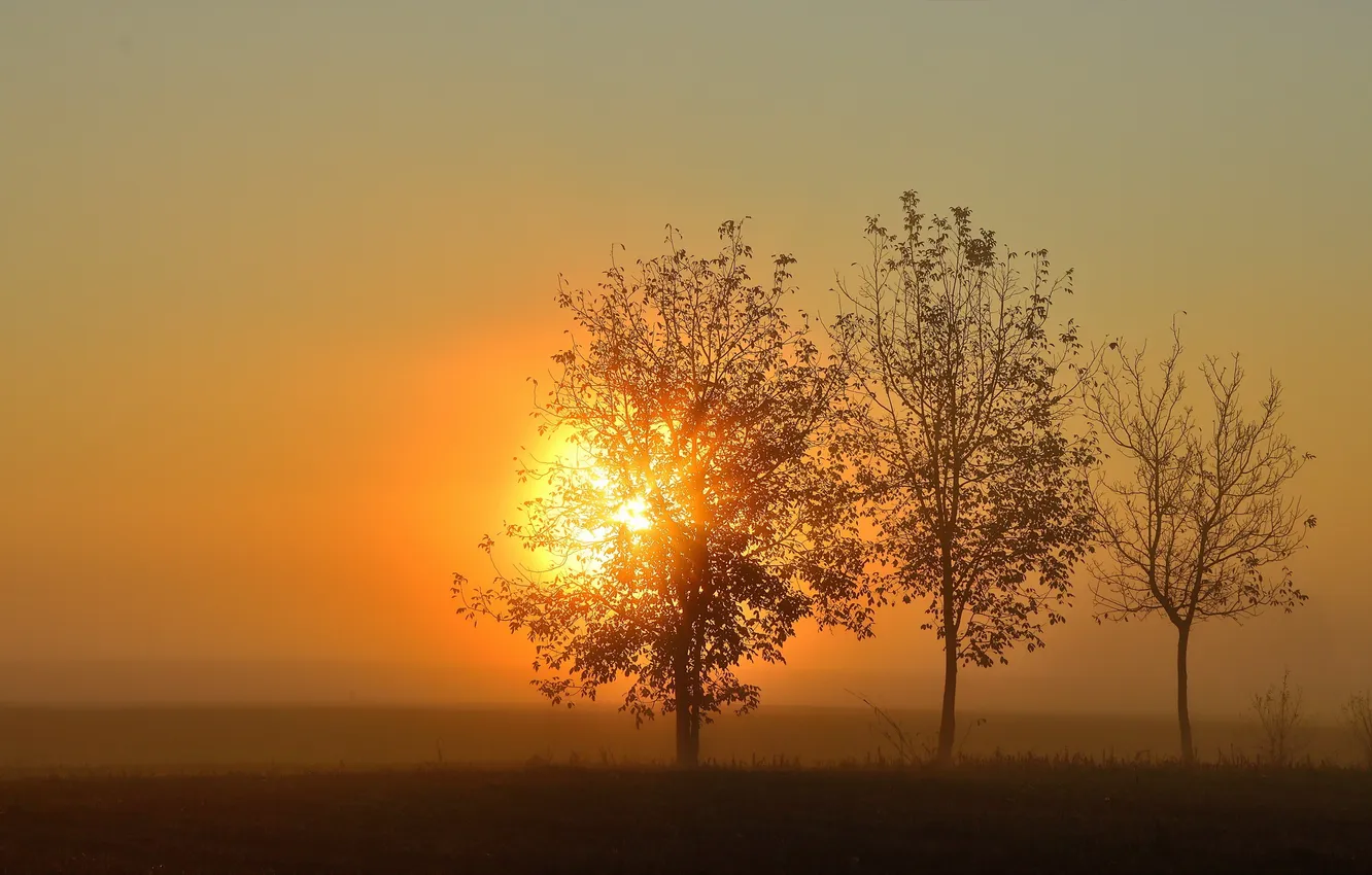 Photo wallpaper trees, landscape, sunset, fog