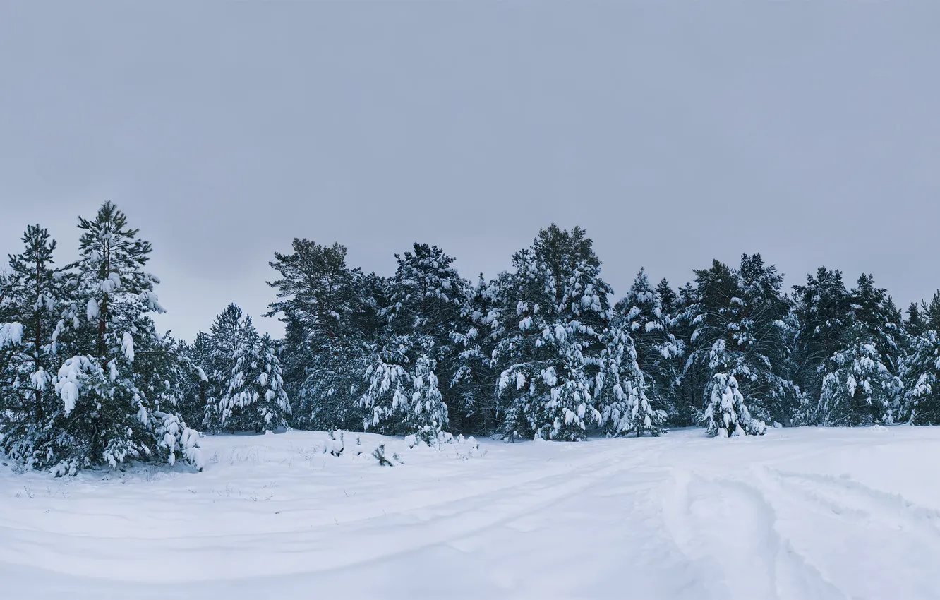 Photo wallpaper winter, forest, snow, trees, nature, photo, tree, ate