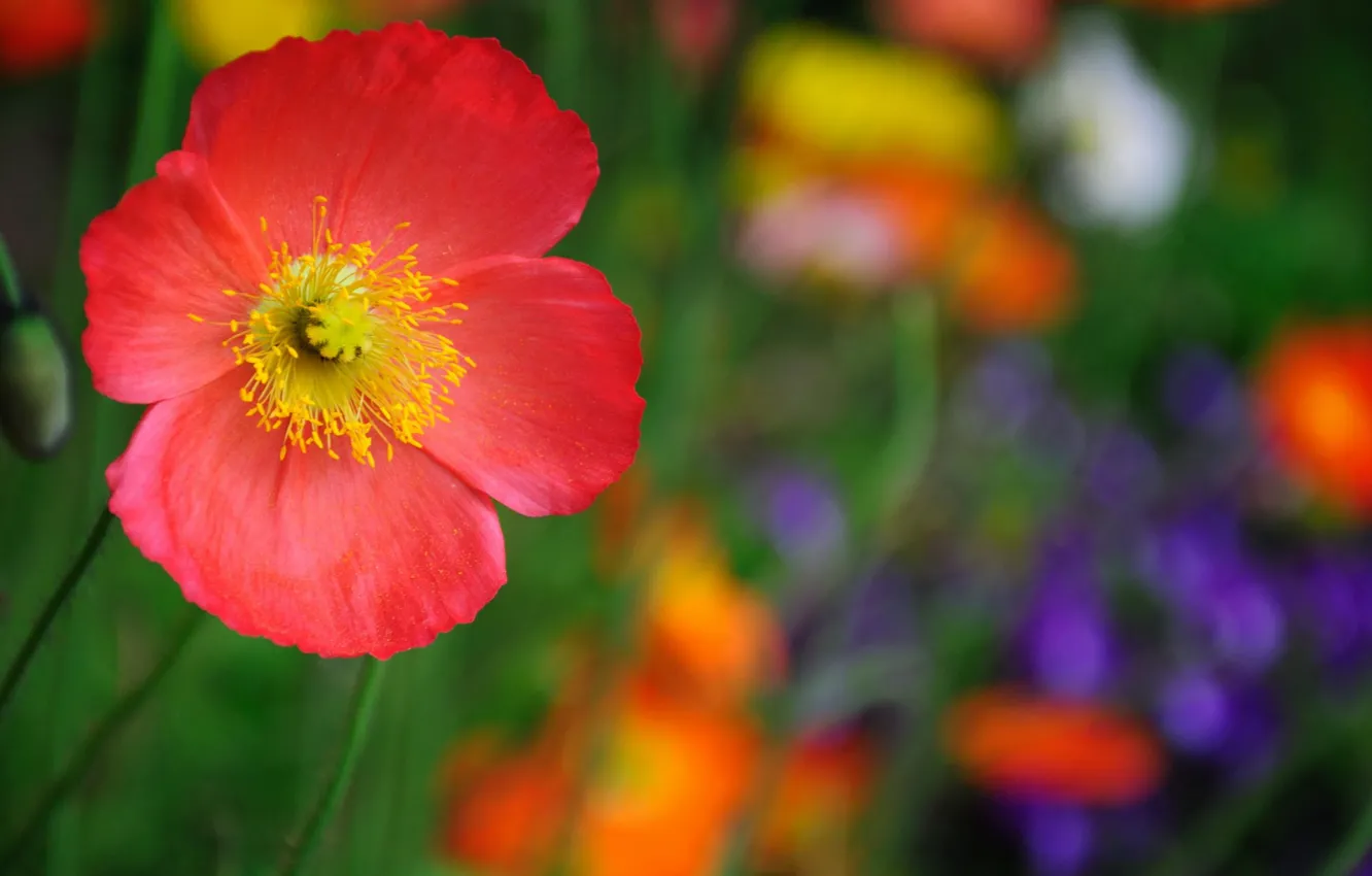 Photo wallpaper macro, flowers, red