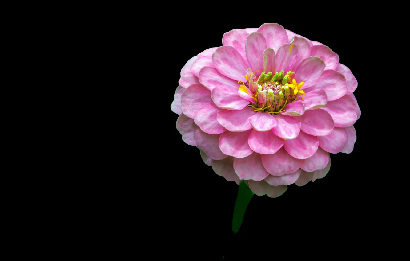 Photo wallpaper Background, zinnia, Pink flower, Pink flower