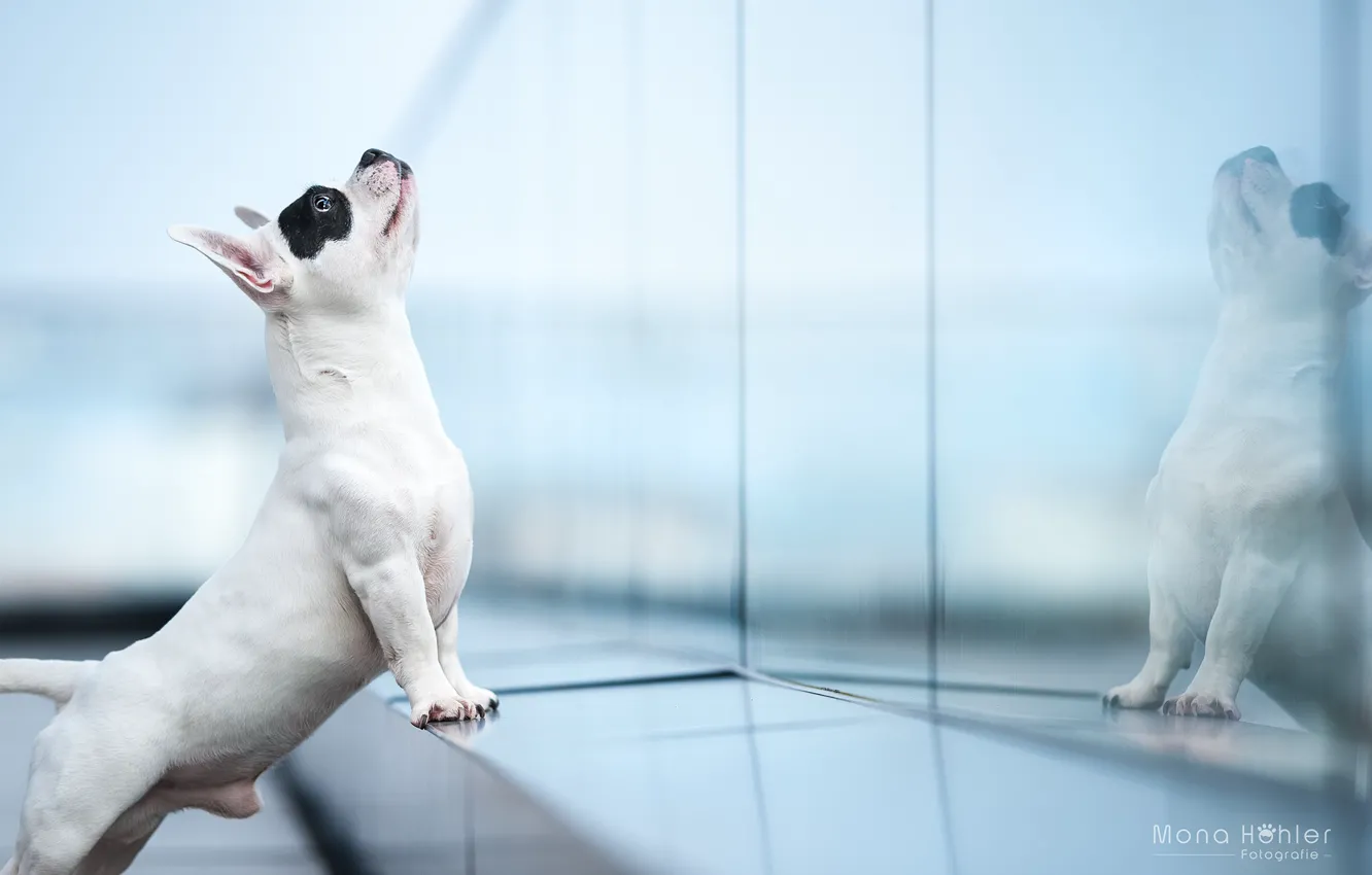 Photo wallpaper reflection, dog, French bulldog