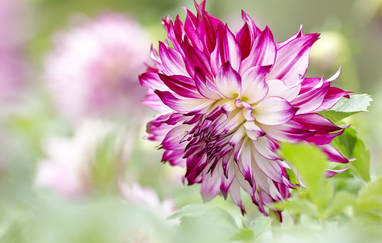 Photo wallpaper macro, bokeh, dahlias