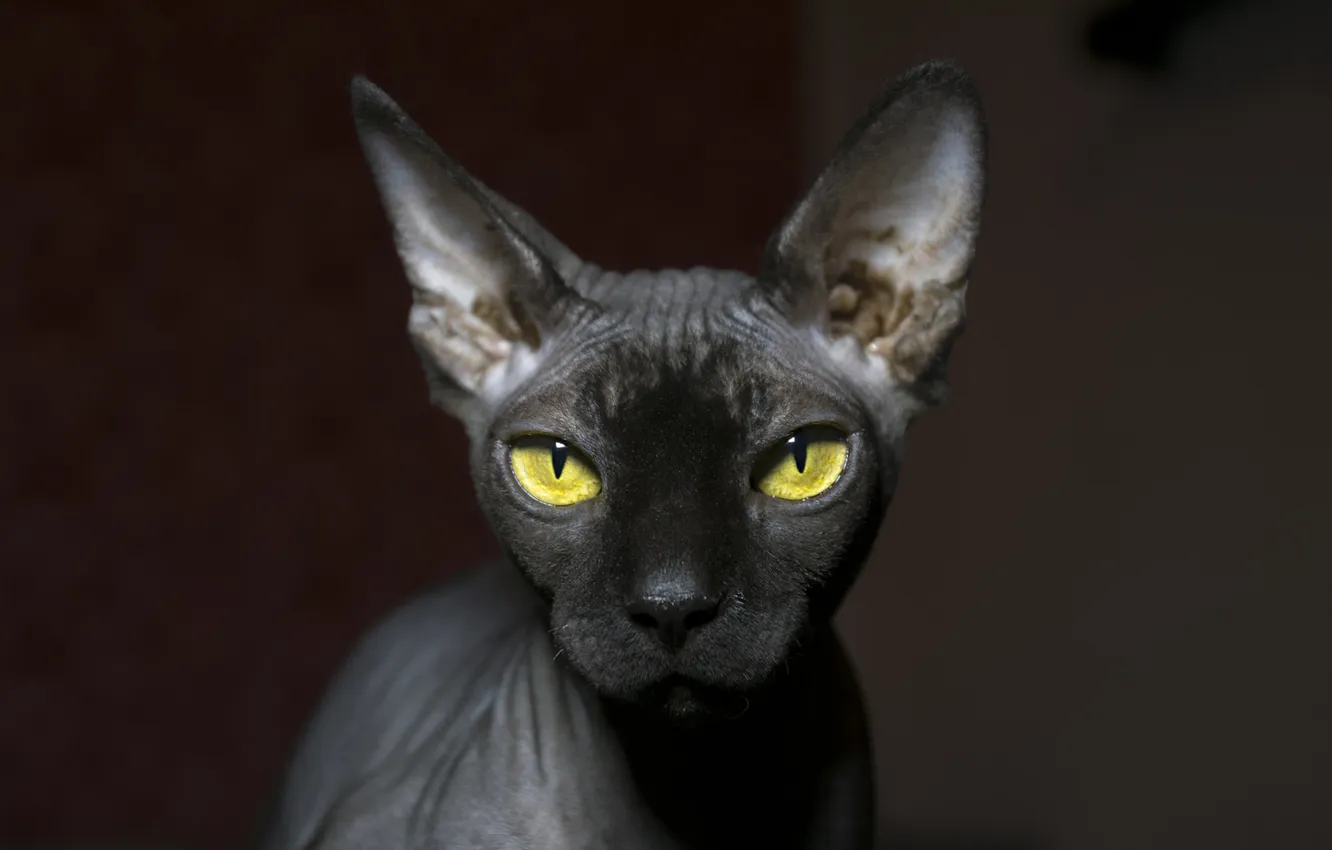 Photo wallpaper cat, cat, look, pose, the dark background, grey, portrait, face