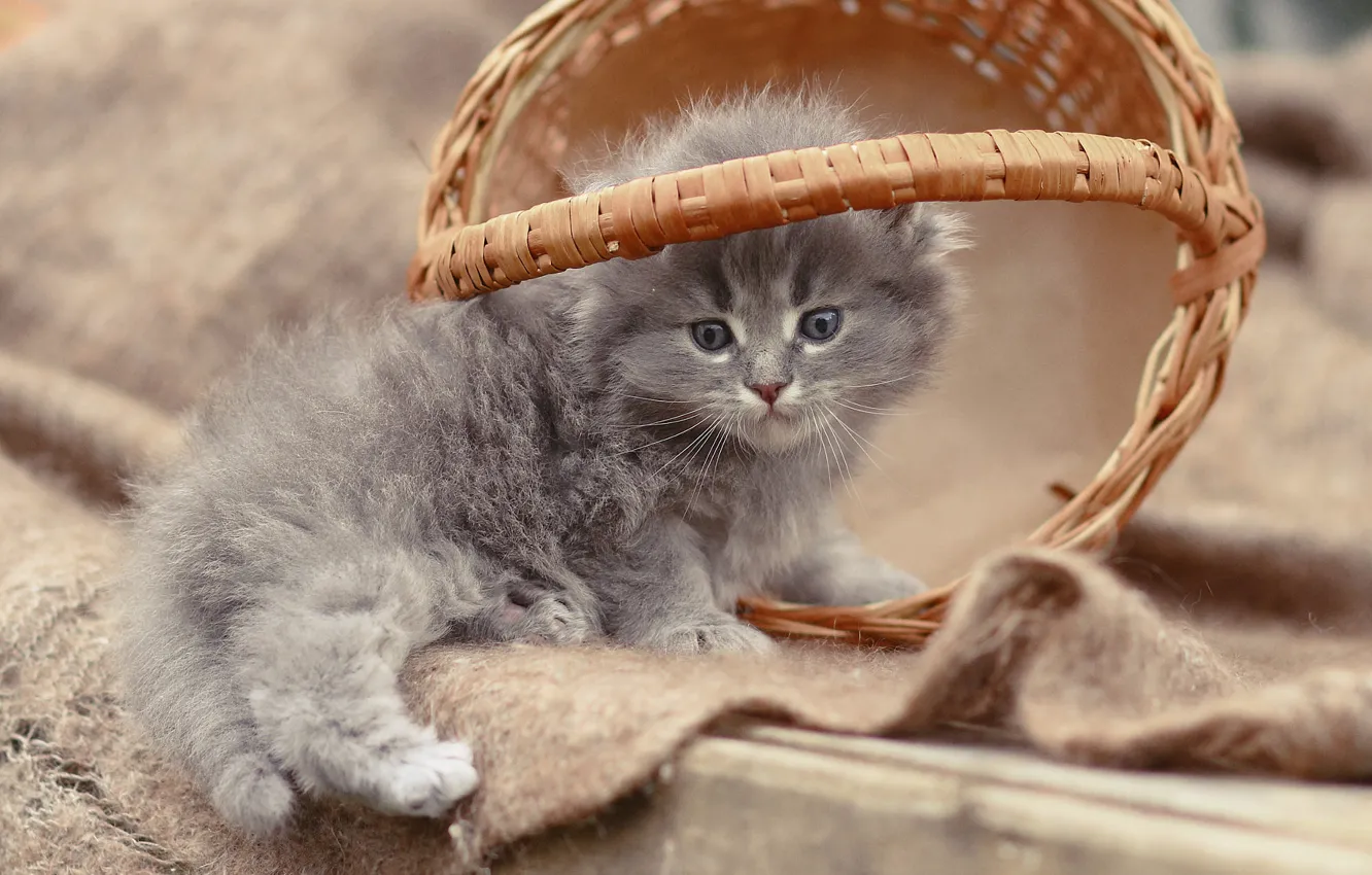 Photo wallpaper cat, pose, grey, baby, kitty, basket, shawl, British
