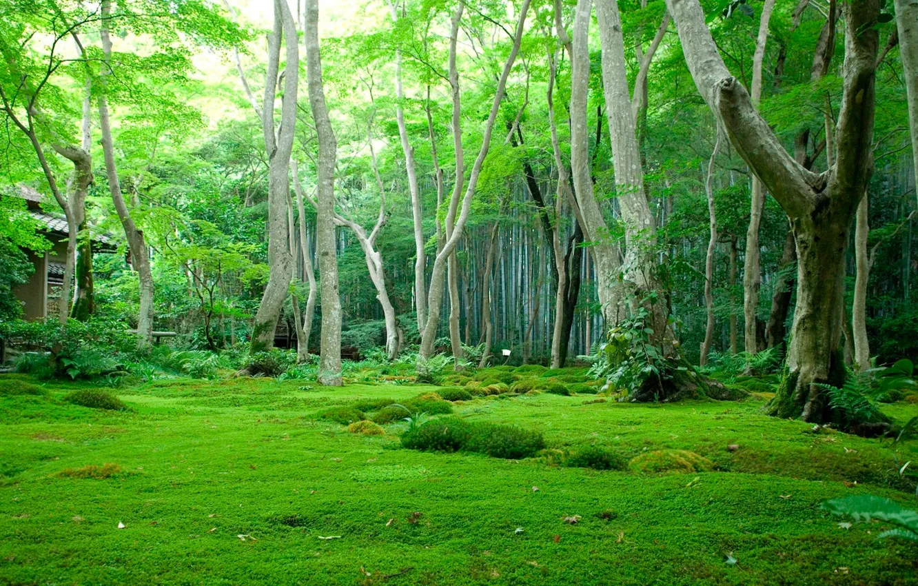 Photo wallpaper trees, cottage, green lawn