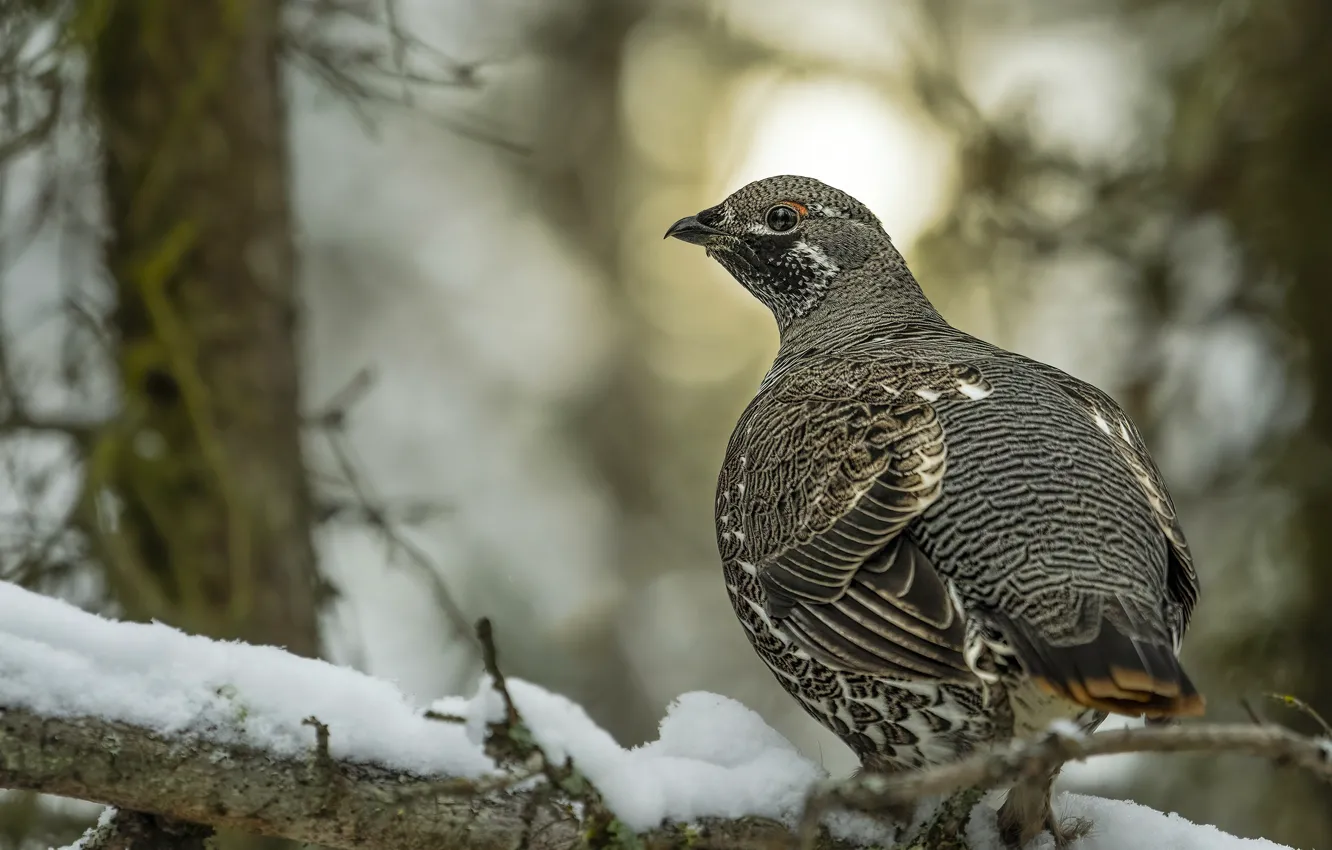 Photo wallpaper winter, snow, branches, bird, bokeh, partridge