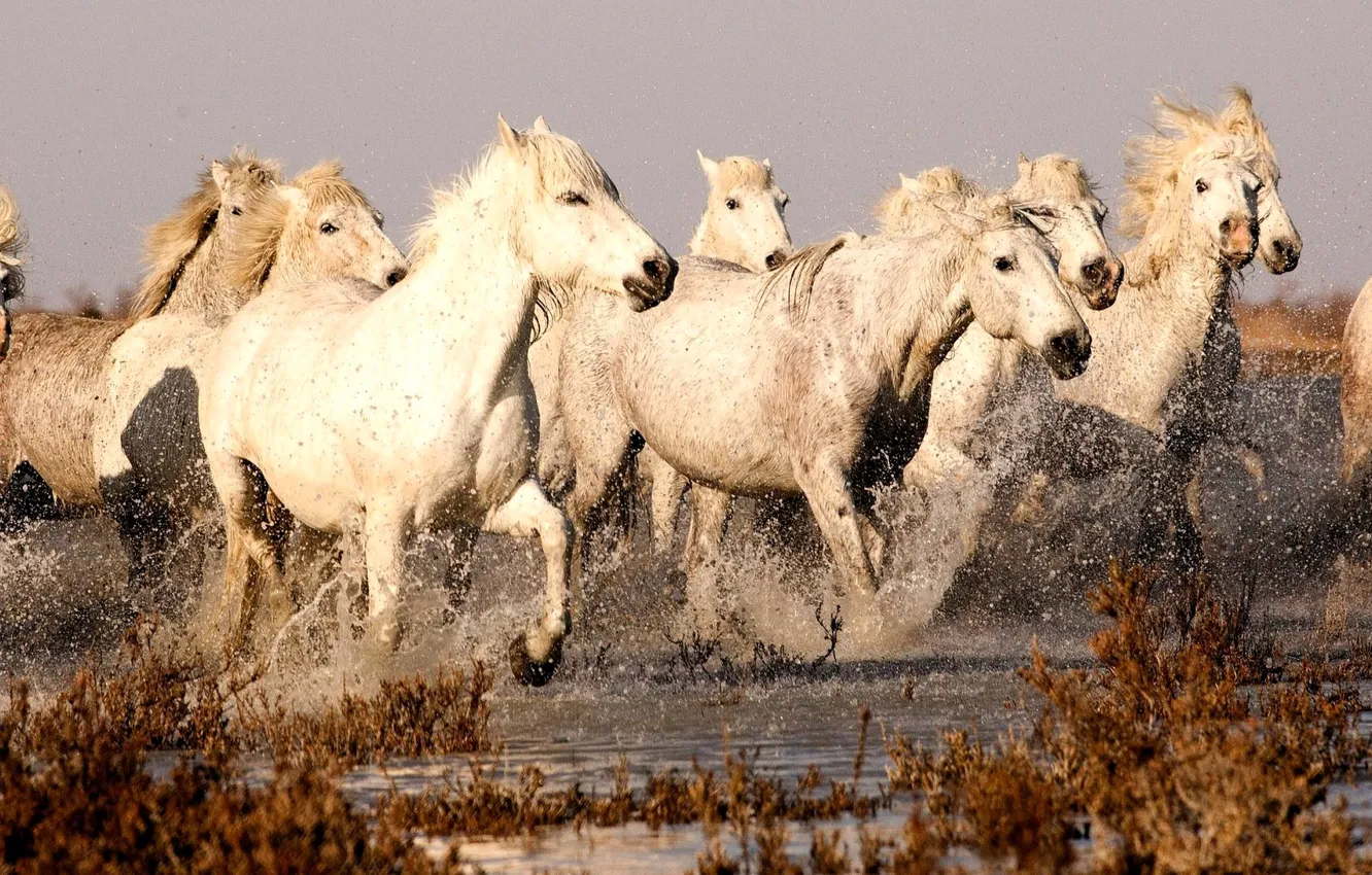 Photo wallpaper grass, water, squirt, horse, white, the bushes, the herd
