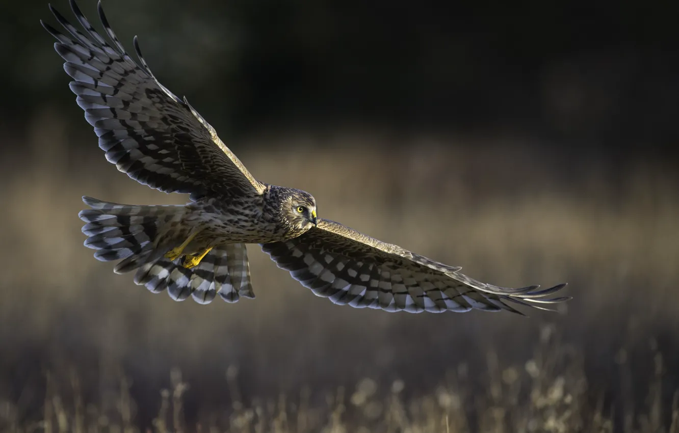 Photo wallpaper flight, bird of prey, Hen harrier, field Harrier