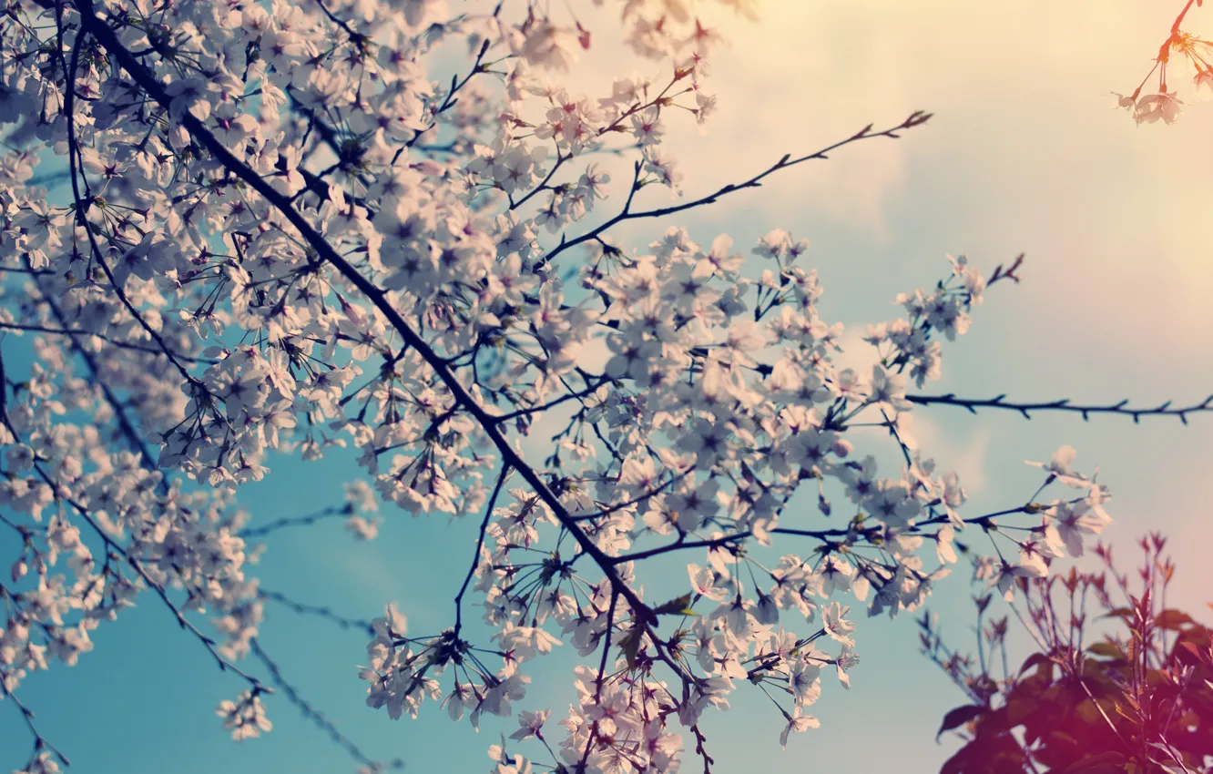 Photo wallpaper trees, flowers, nature, cherry, spring