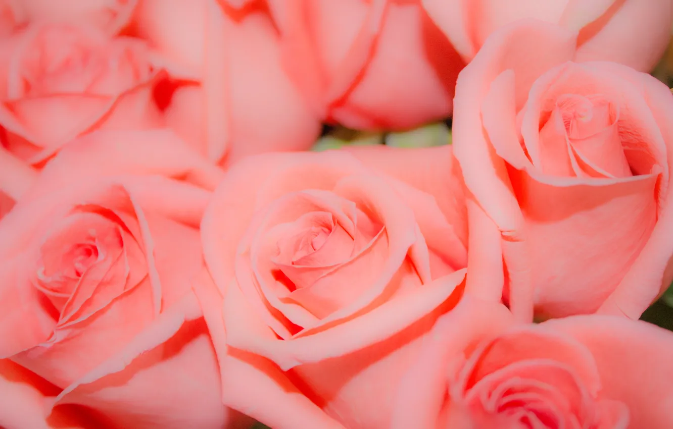 Photo wallpaper flowers, background, pink, roses, Bud