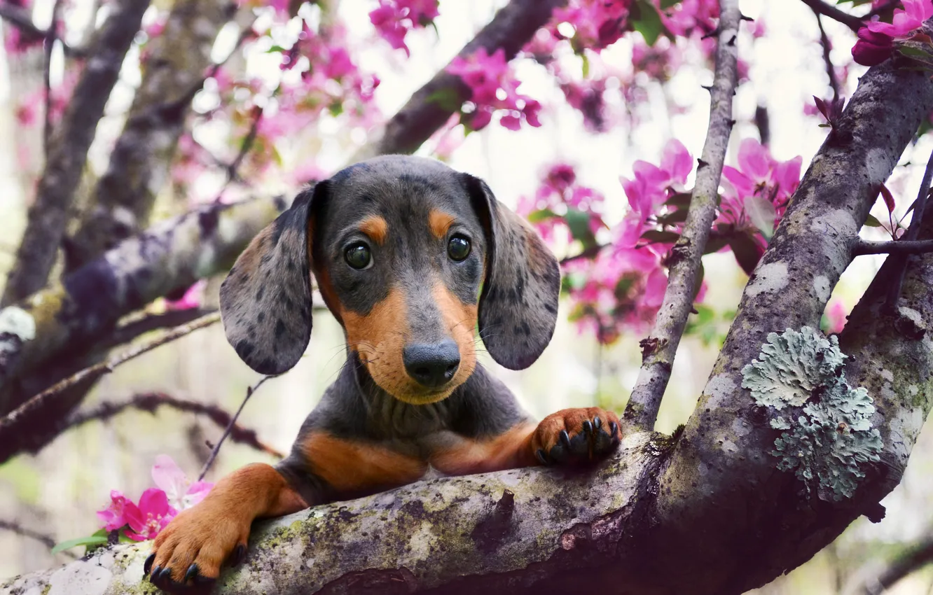 Photo wallpaper look, each, dog