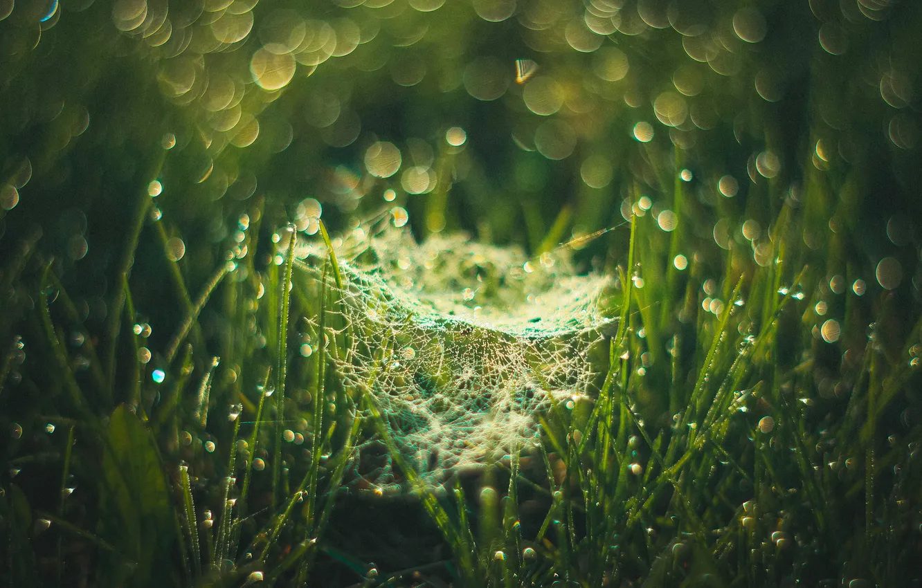 Photo wallpaper grass, drops, macro, Rosa, web