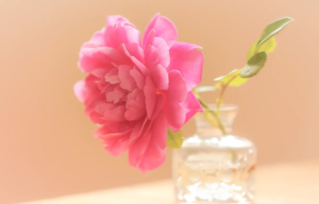 Photo wallpaper flowers, background, Bank