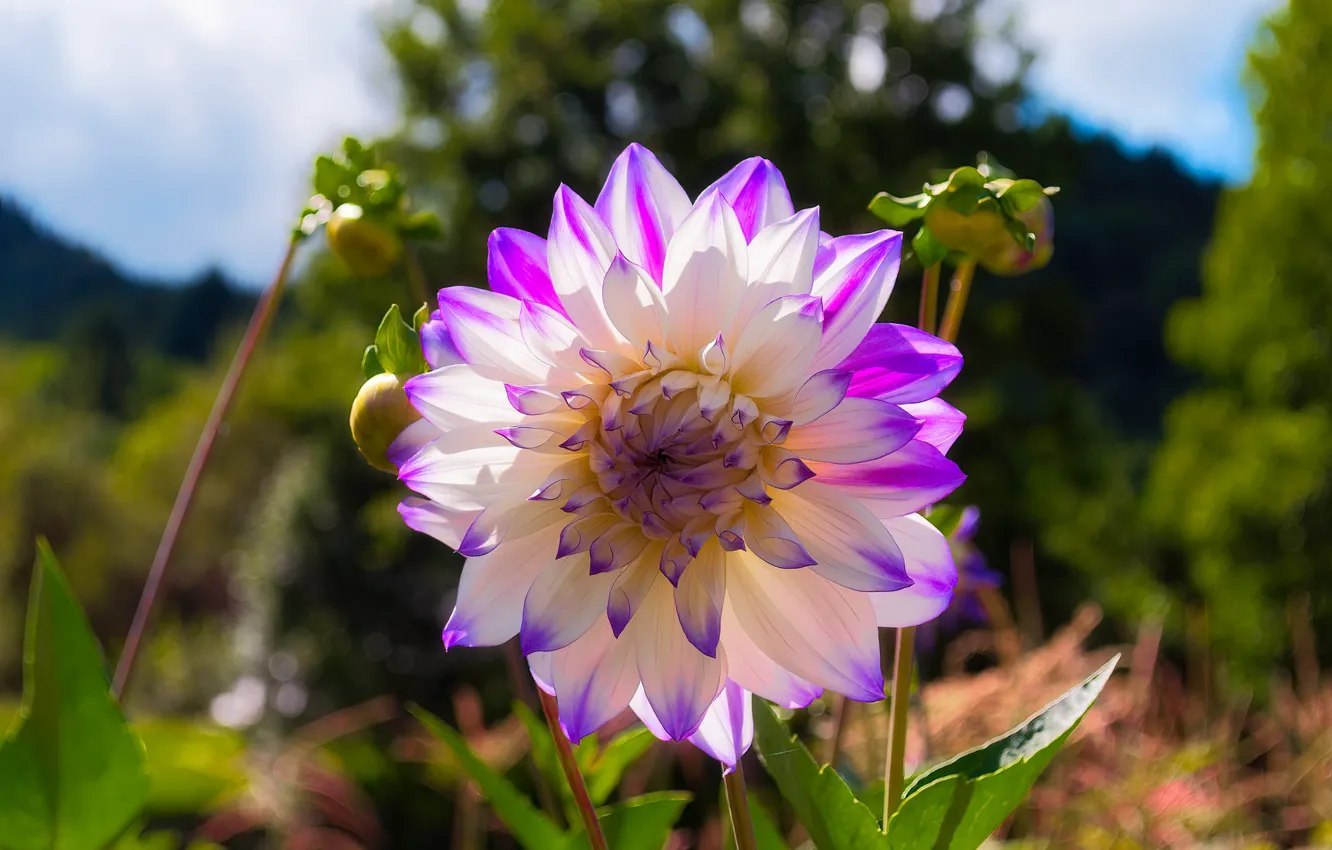 Photo wallpaper flowers, lilac, dahlias