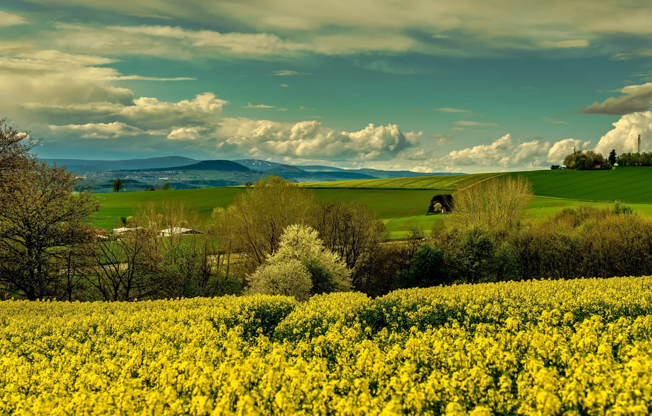 Photo wallpaper field, the sky, clouds, trees, flowers, mountains, yellow, hills
