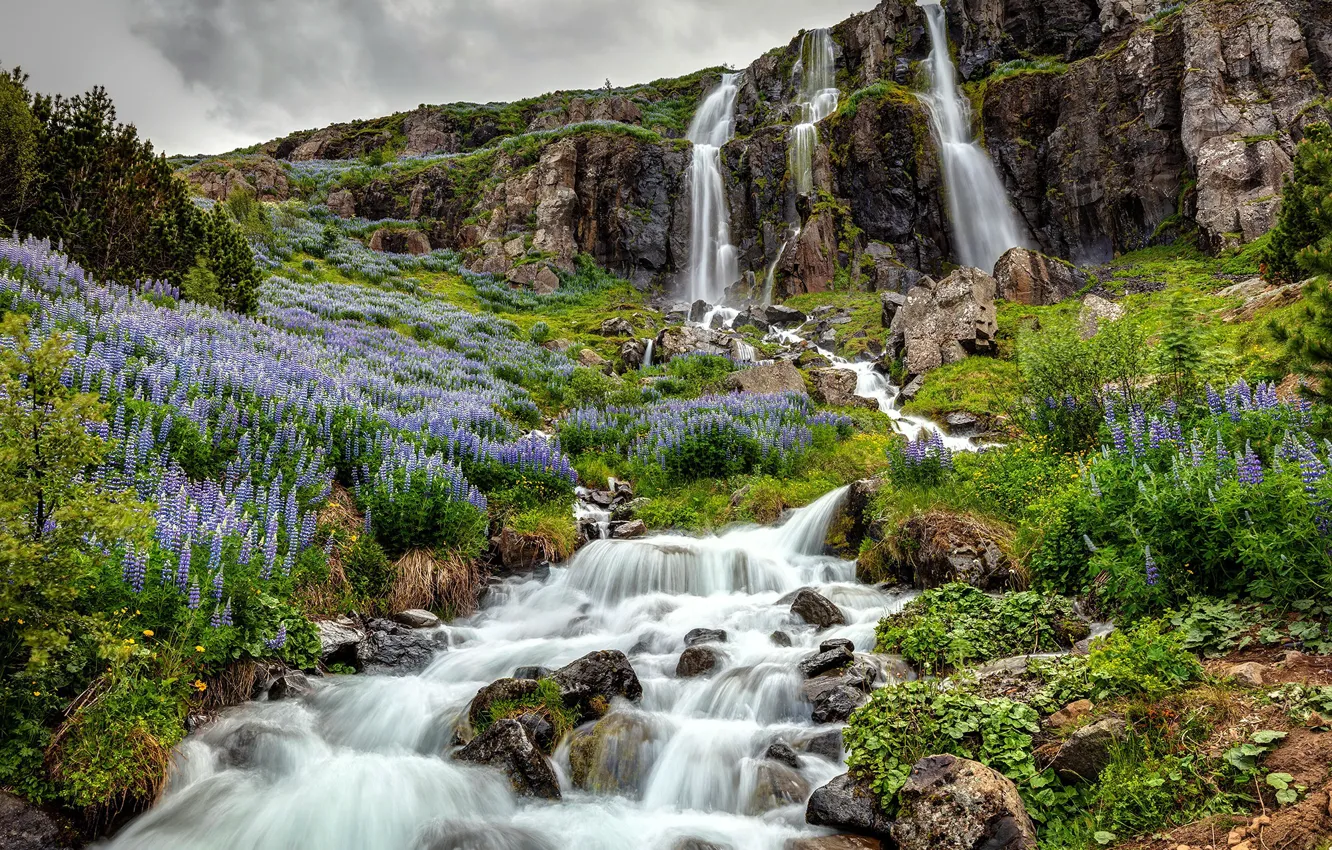 Photo wallpaper Waterfall, Iceland, lupine flowers