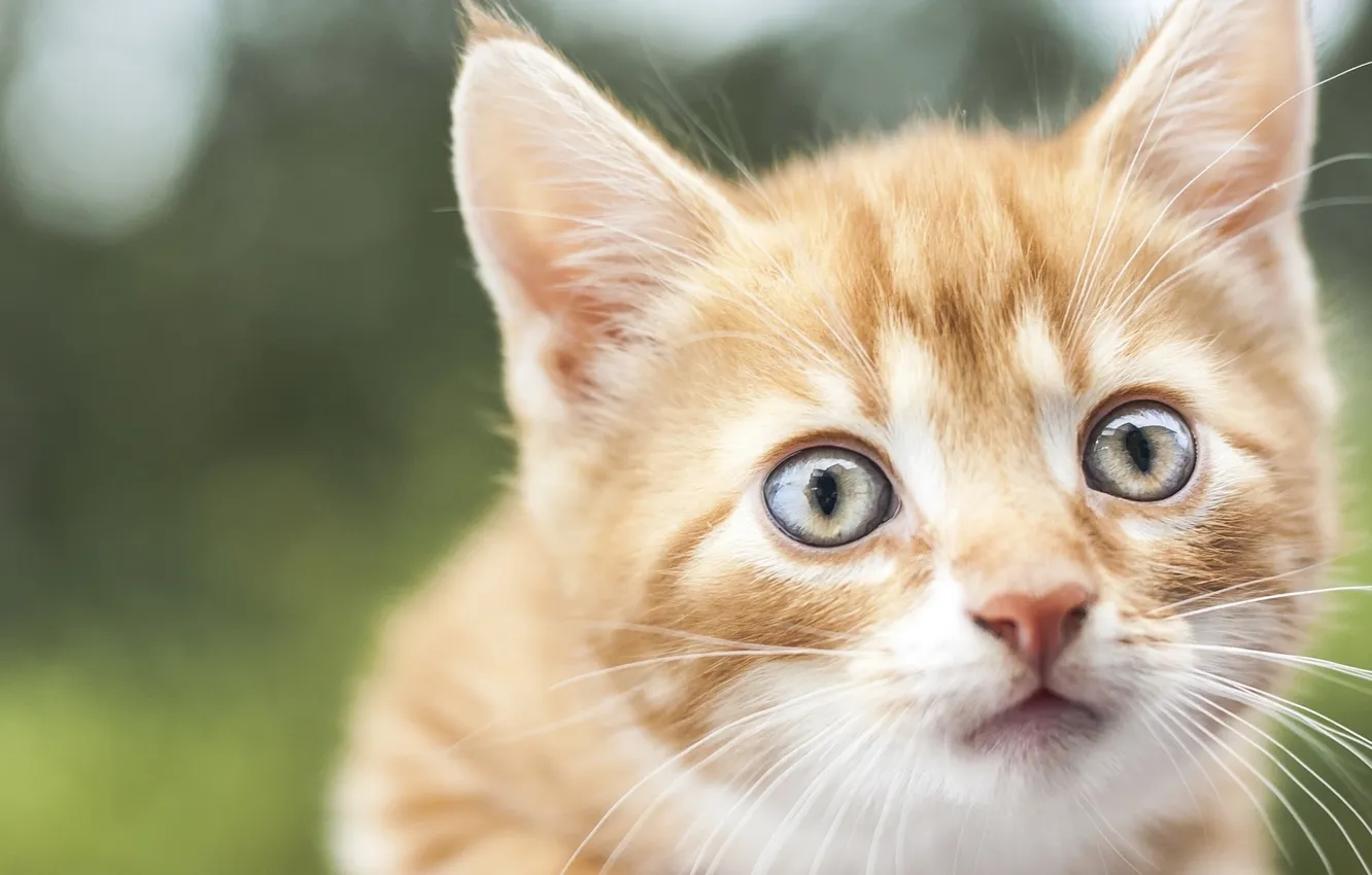 Photo wallpaper muzzle, red, kitty