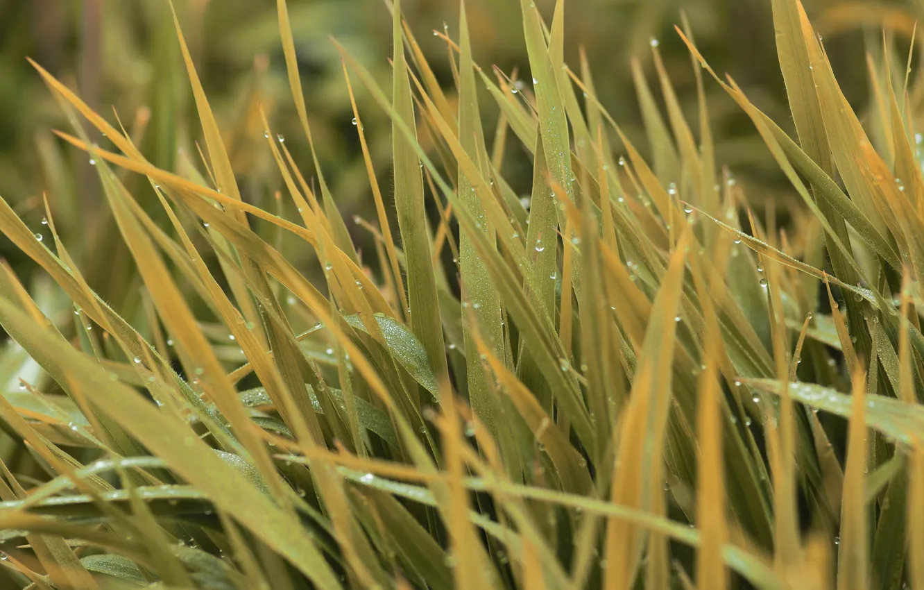 Photo wallpaper grass, leaves, drops, Rosa, moisture, yellow