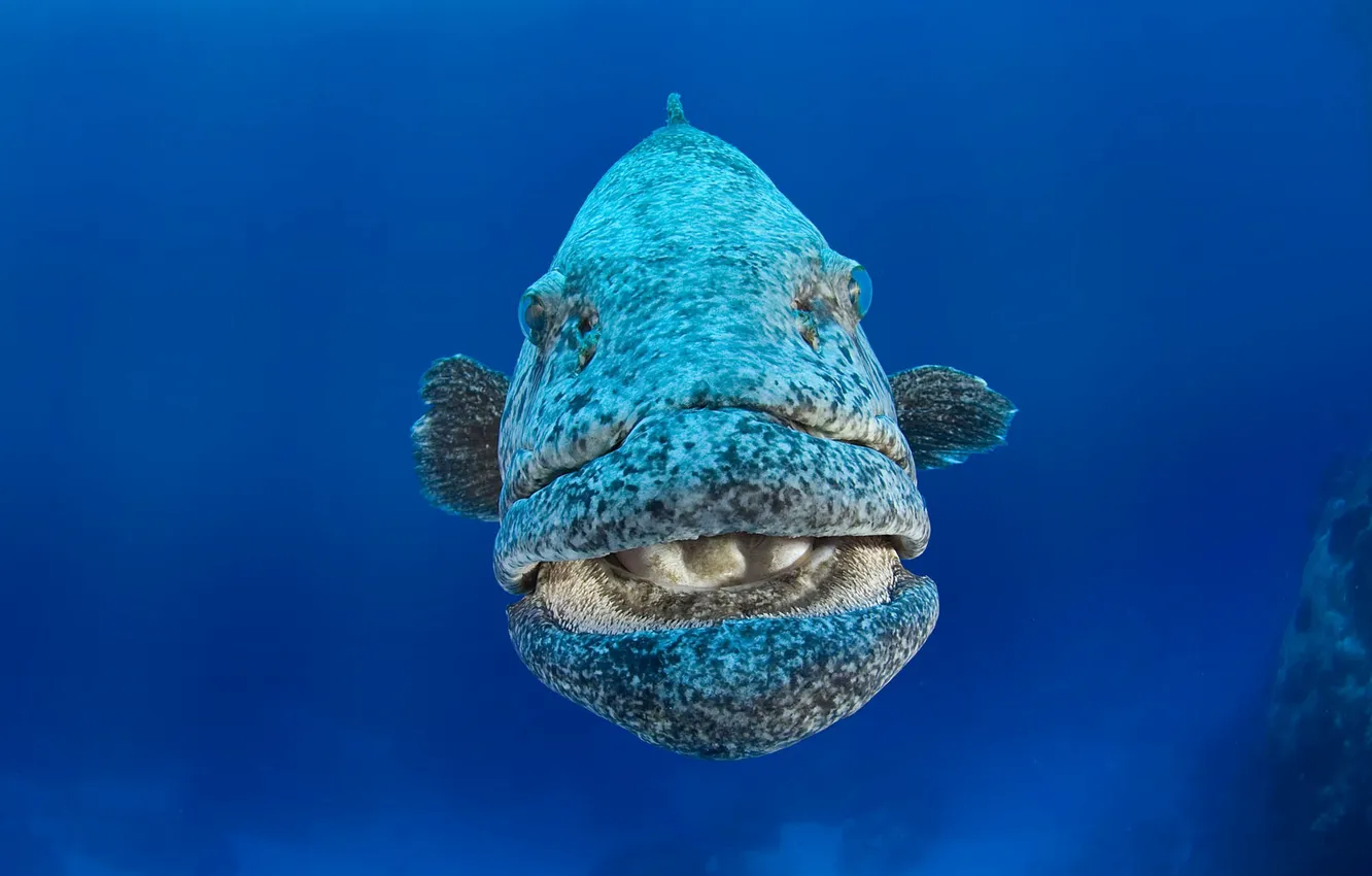 Photo wallpaper sea, the ocean, fish, Merou patate