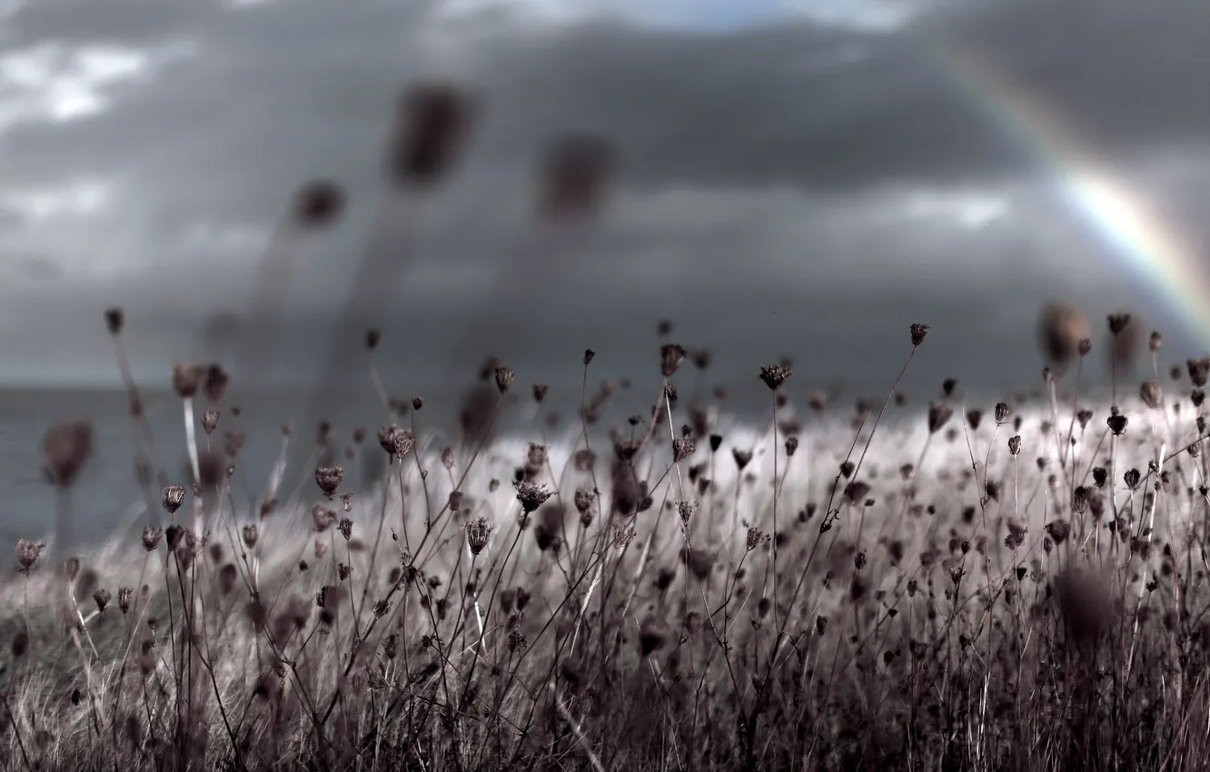 Photo wallpaper grass, macro, nature