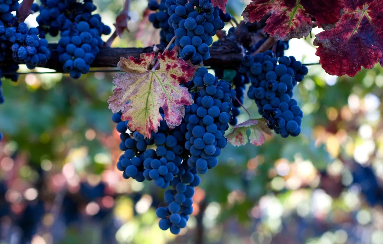 Photo wallpaper leaves, grapes, vine, bunches