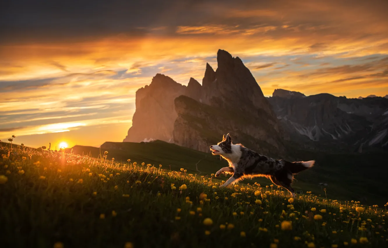 Photo wallpaper sunset, flowers, mountains, dog, The border collie