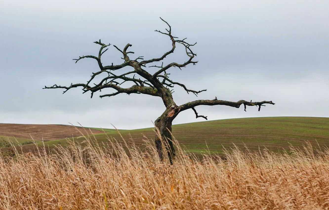 Photo wallpaper field, the sky, trees