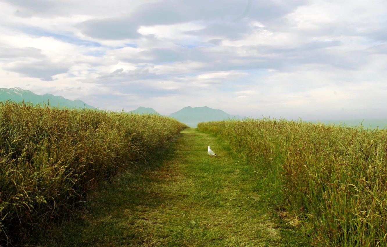 Photo wallpaper sky, field, seagull