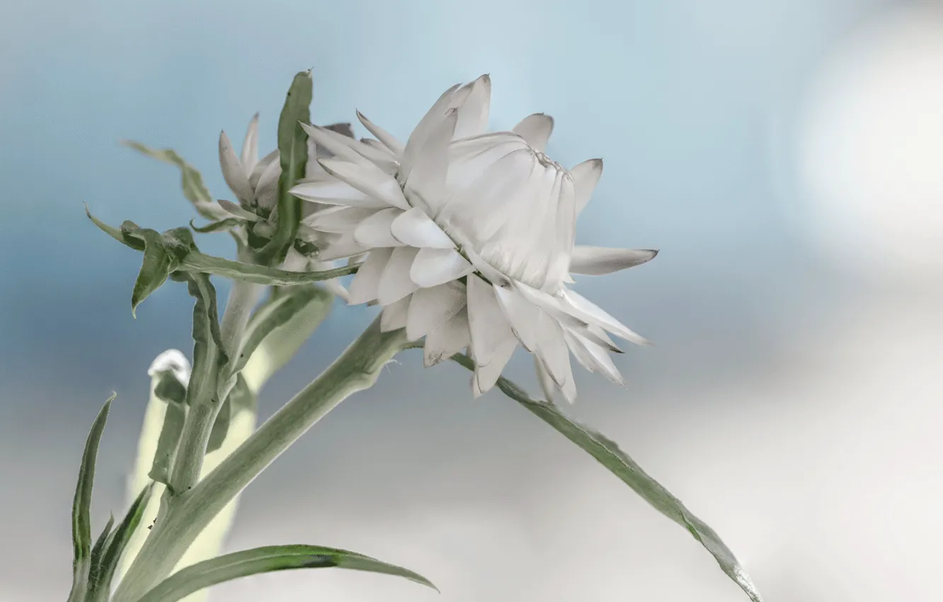 Photo wallpaper flowers, background, buds, Fleur Walton