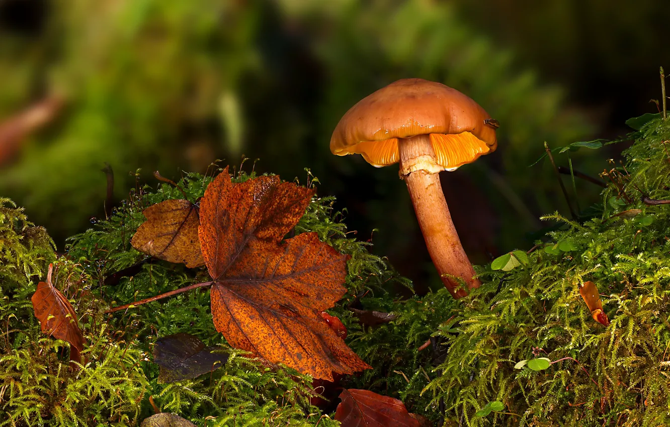 Photo wallpaper autumn, forest, mushroom, leaf, moss, fungus, Armillaria