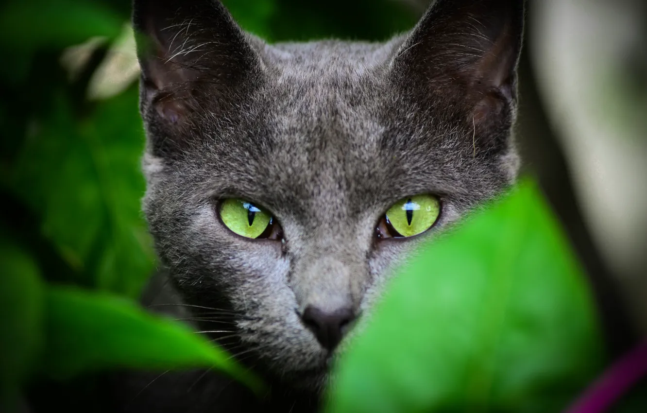 Photo wallpaper cat, look, nature, wool