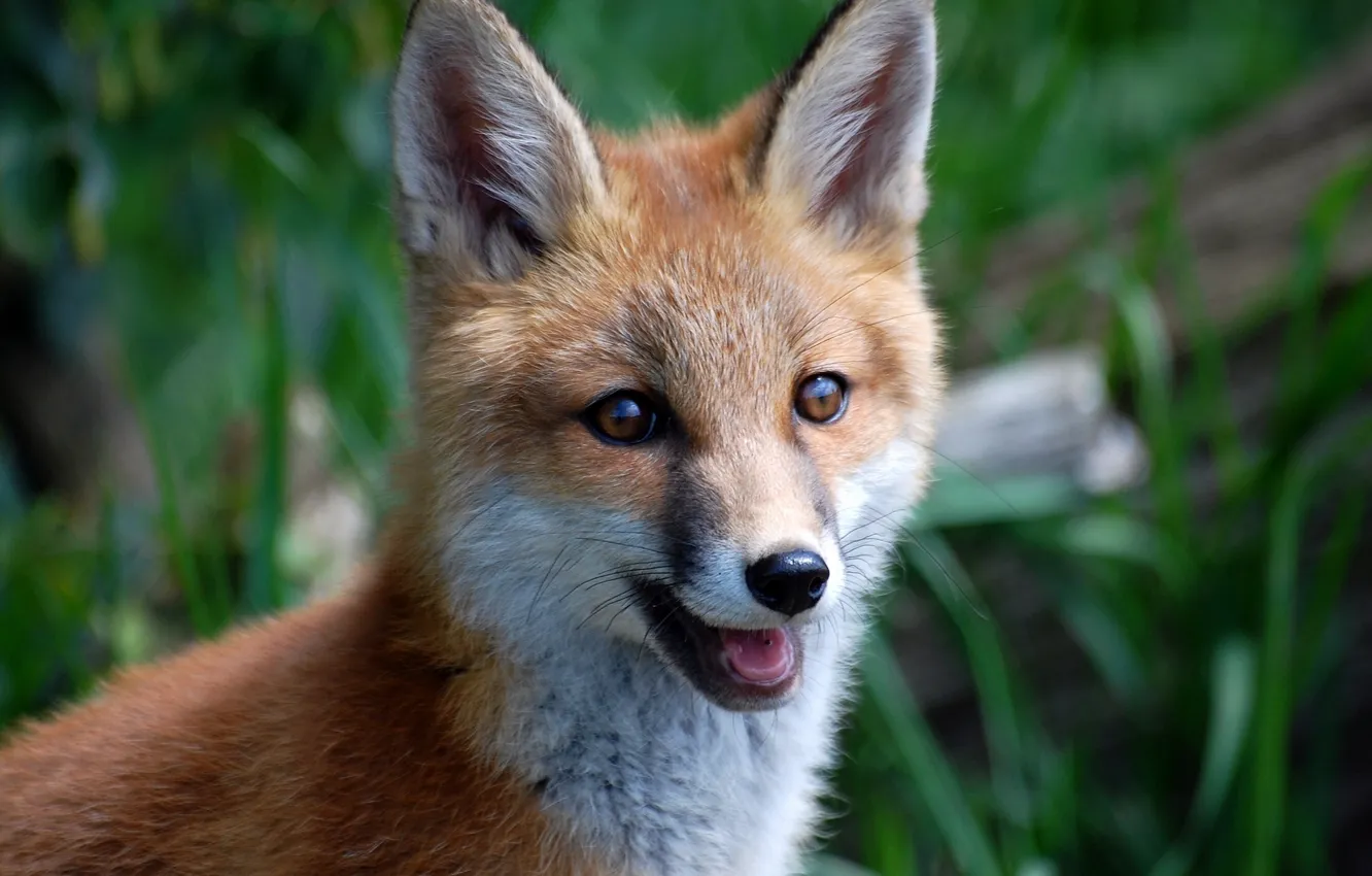 Photo wallpaper muzzle, Fox, red