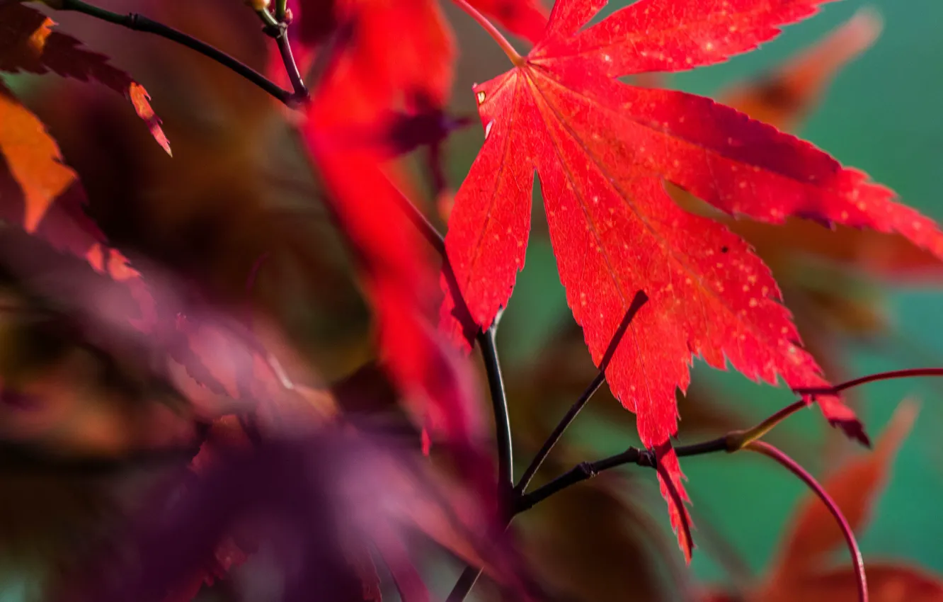 Photo wallpaper autumn, nature, sheet, maple, the crimson