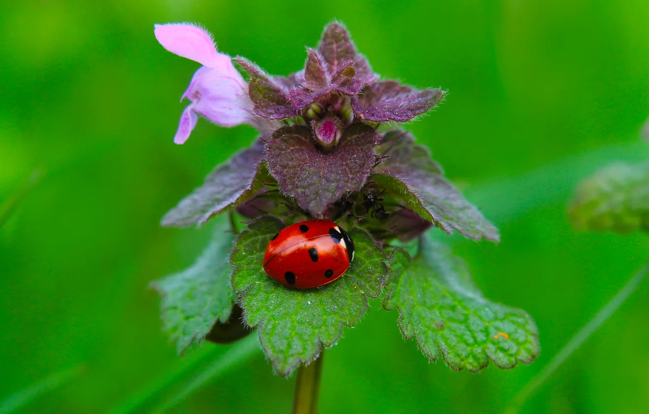 Photo wallpaper plant, insect, ladybird
