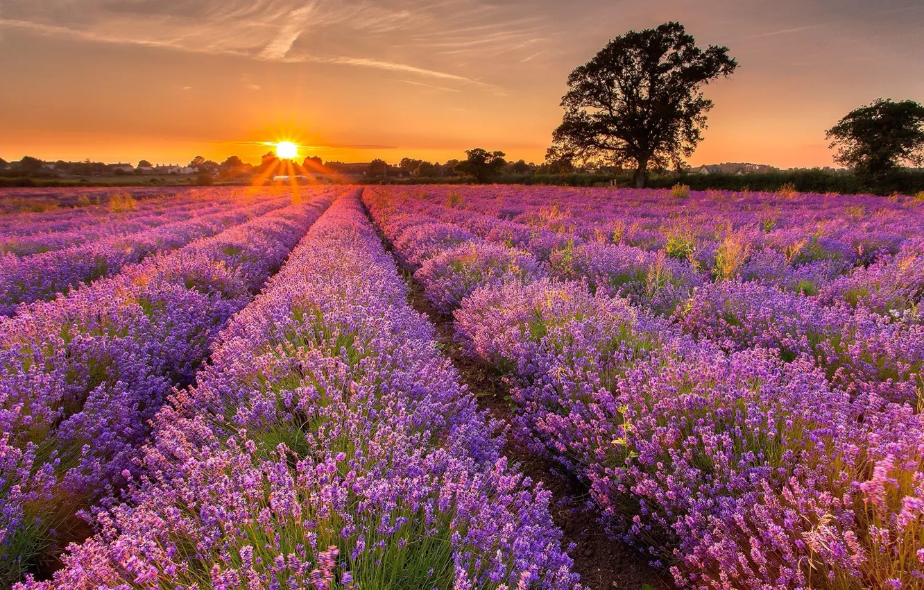 Photo wallpaper field, the sun, the evening, lavender