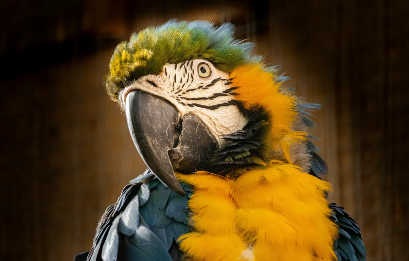 Photo wallpaper look, portrait, parrot, Ara