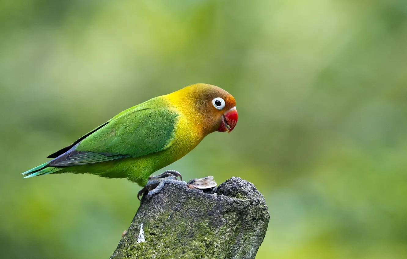 Photo wallpaper eyes, branches, color, parrot, wildlife