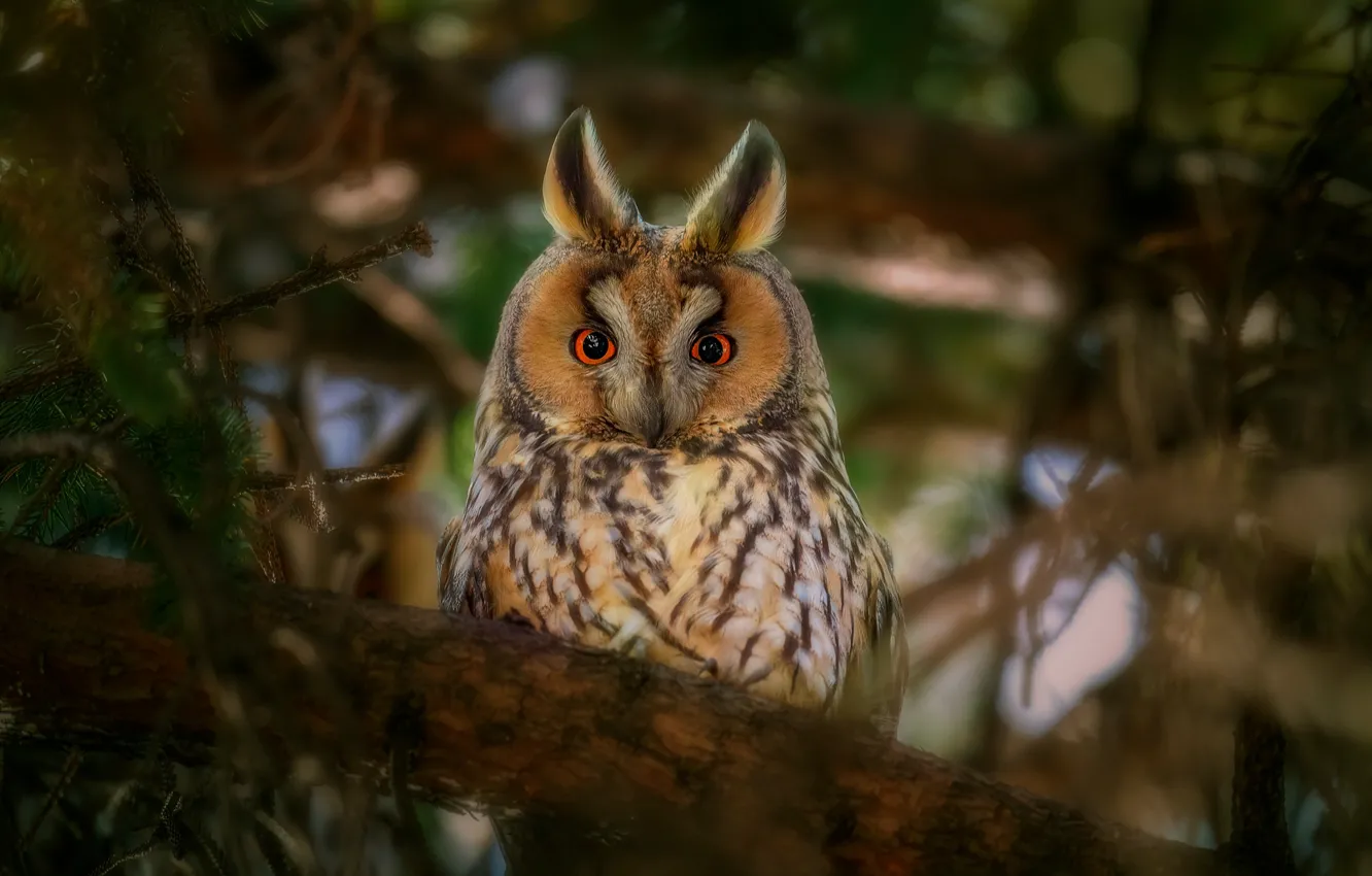 Photo wallpaper branches, nature, tree, bird, long-eared owl, long-eared owl