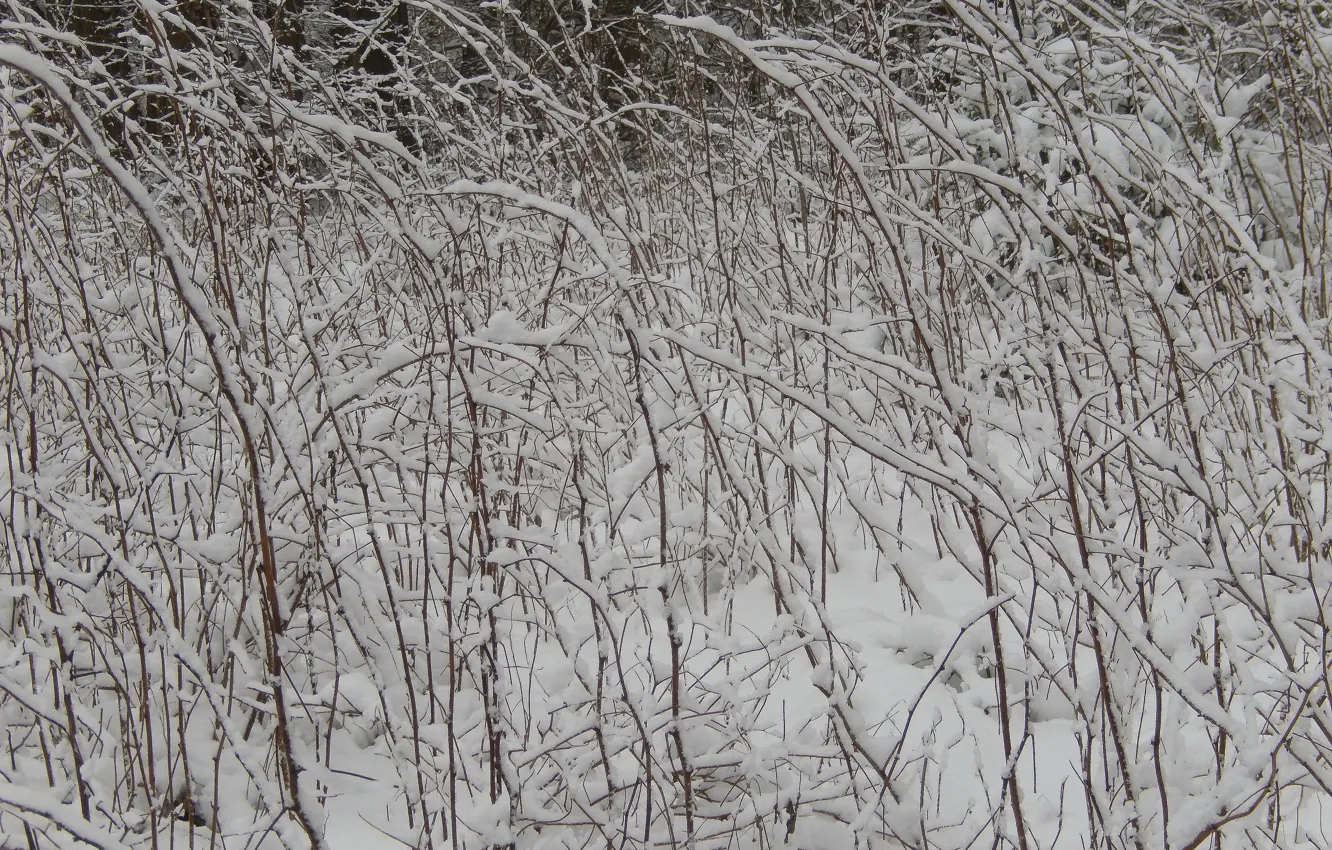 Photo wallpaper winter, snow, branches, nature, background, widescreen, wallpaper, widescreen
