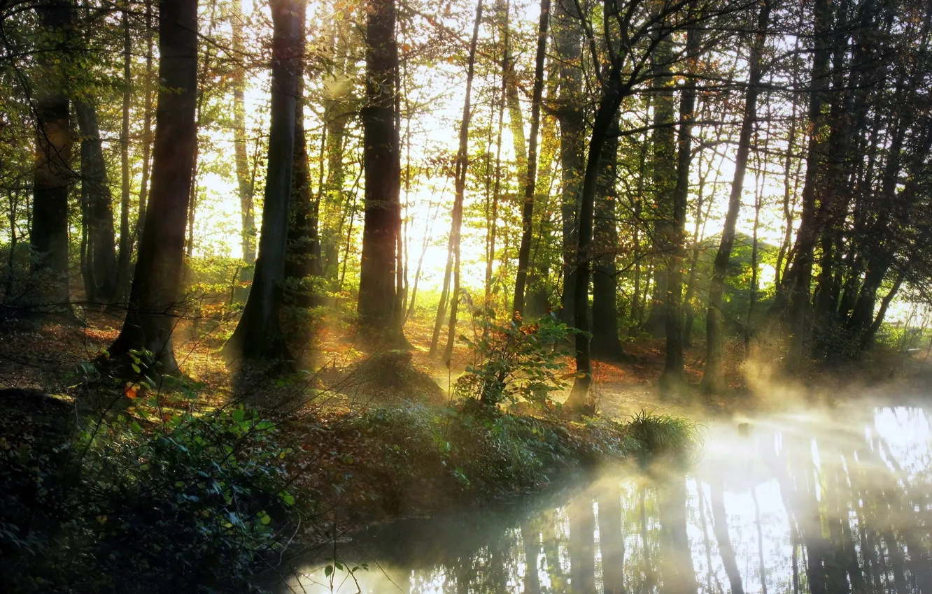 Photo wallpaper forest, nature, fog, river, morning