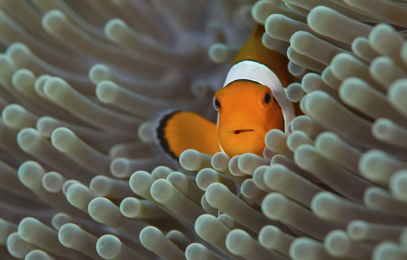 Photo wallpaper sea, fish, fish, underwater world, anemones, clown fish