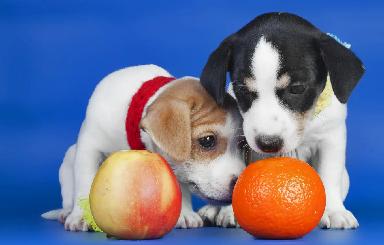 Photo wallpaper Apple, orange, puppies