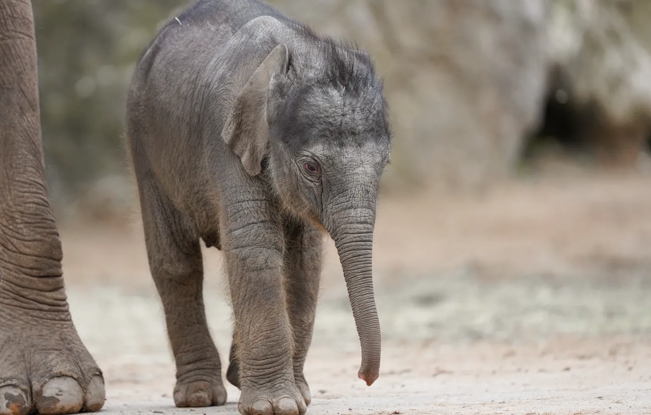 Photo wallpaper nature, elephant, baby