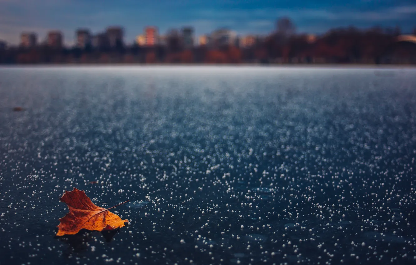 Photo wallpaper leaves, snow, the city