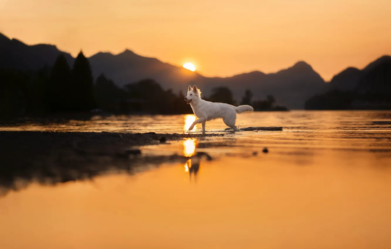 Photo wallpaper the sun, sunset, mountains, nature, pose, dog, running, pond