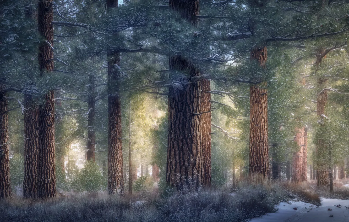 Photo wallpaper winter, forest, snow, branches, pine, Bor, pine