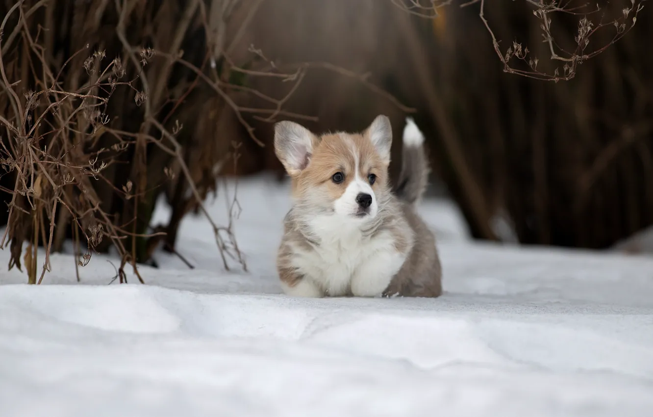 Photo wallpaper winter, snow, dog, puppy, doggie, Welsh Corgi, Svetlana Pisareva