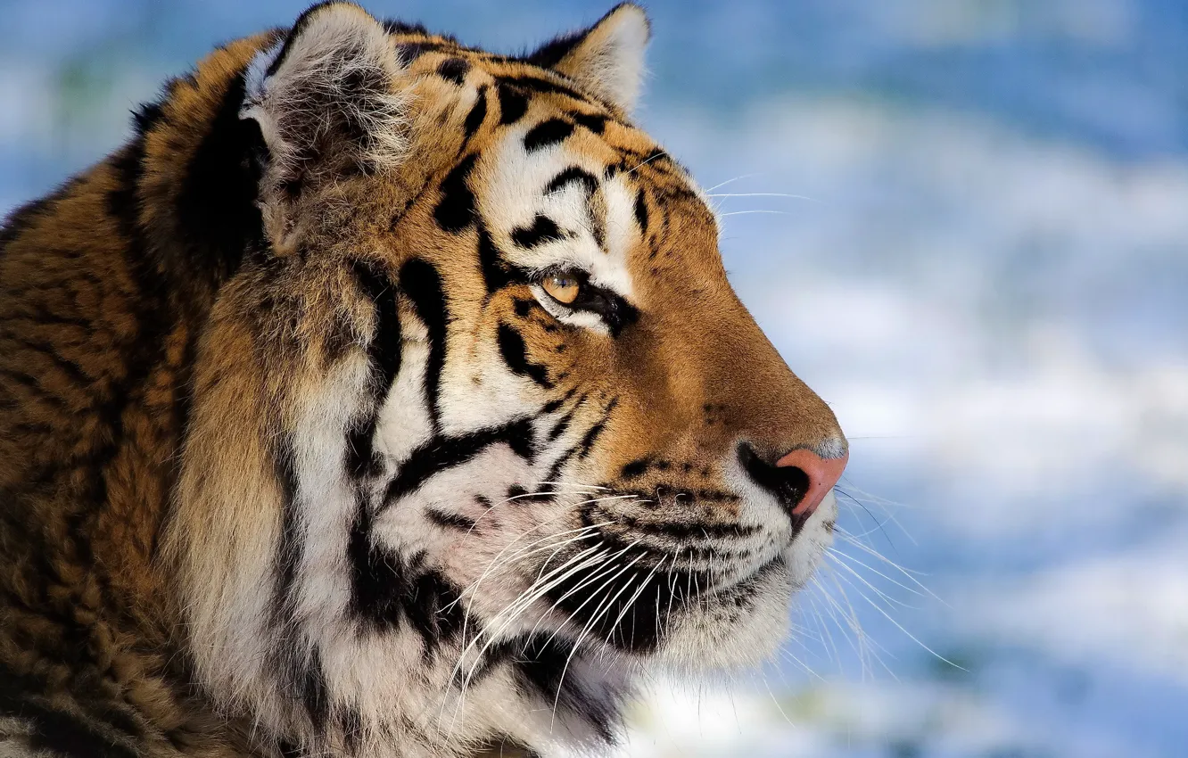 Photo wallpaper face, tiger, profile